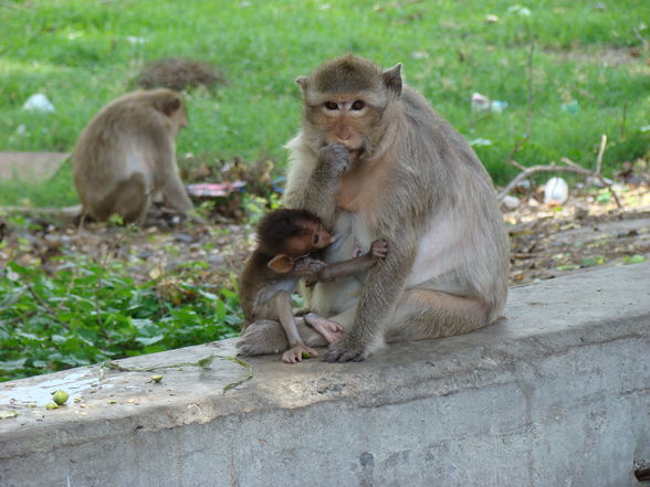 Thailand Mai 2008 - 