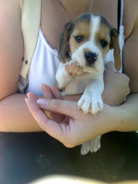 Lewi Baby Beagle - 