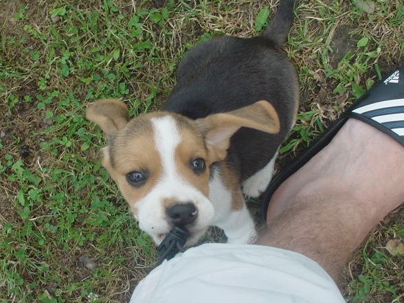 Lewi Baby Beagle - 