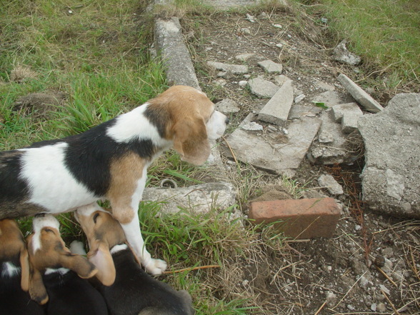 Lewi Baby Beagle - 