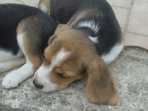 Lewi Baby Beagle - 