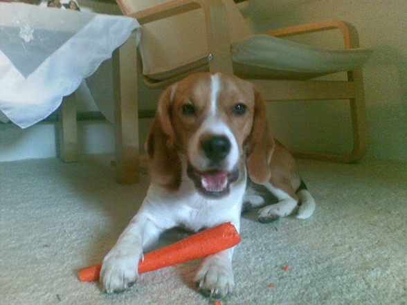 Lewi Baby Beagle - 