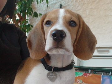 Lewi Baby Beagle - 