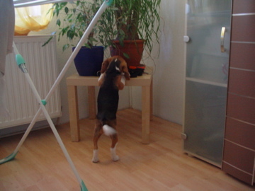 Lewi Baby Beagle - 