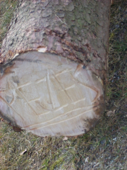 Maibaum schälen - 