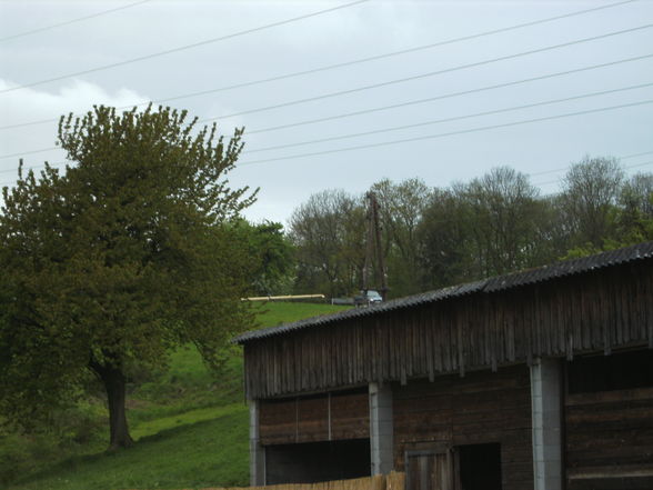 Maibaum aufstellen - 