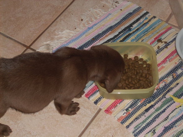 My new DOG(2007griagt) - 