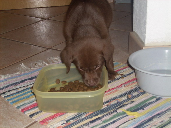 My new DOG(2007griagt) - 