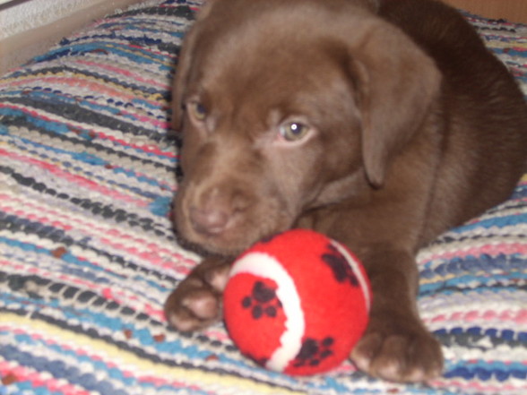 My new DOG(2007griagt) - 