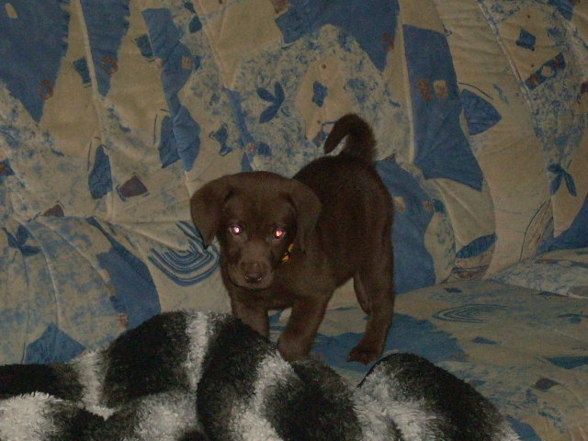 My new DOG(2007griagt) - 