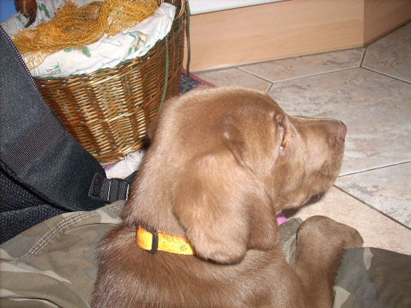 My new DOG(2007griagt) - 