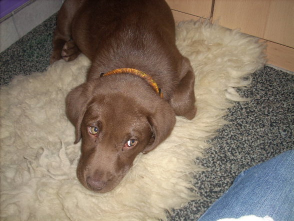 My new DOG(2007griagt) - 