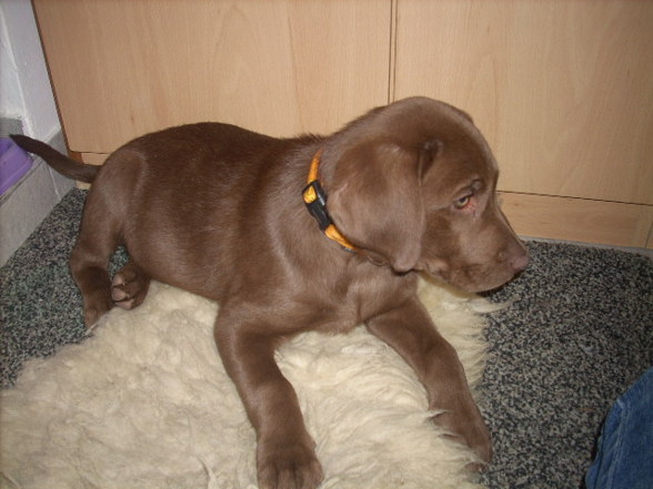 My new DOG(2007griagt) - 