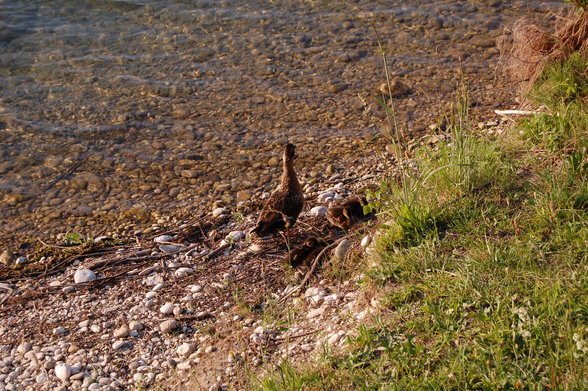 Ödersee - 