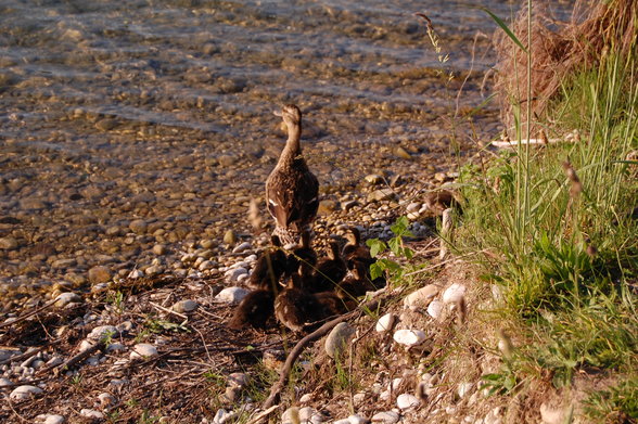 Ödersee - 