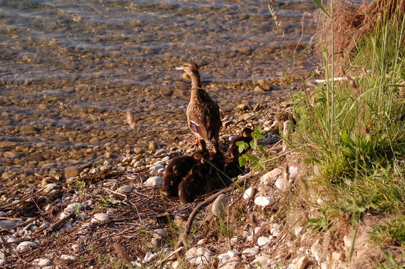 Ödersee - 