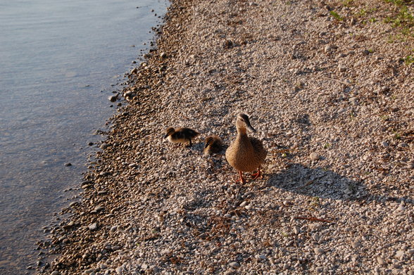 Ödersee - 