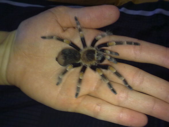 Smithi - 