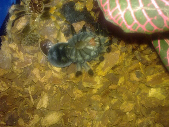 Smithi - 