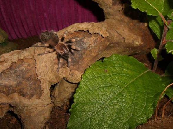 Smithi - 