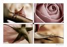 roses - 