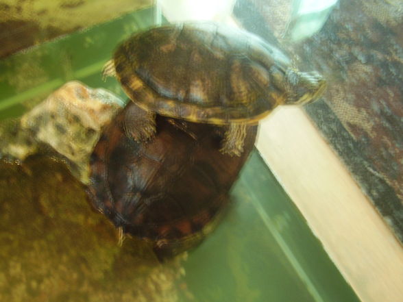 deshalb turtlegirl, *gg* - 