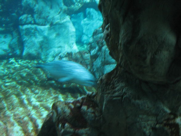 Aquarium Genua - 