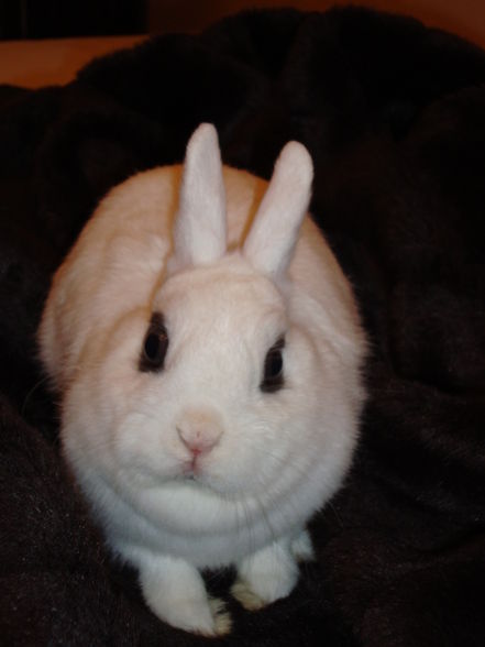 Pauli u. Kleo(patra) - 