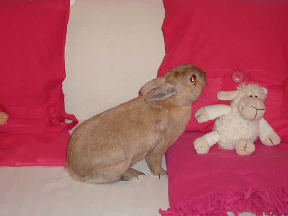 Pauli u. Kleo(patra) - 