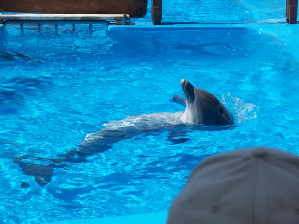 Mallorca 8.7.09-15.7.09 MARINELAND - 