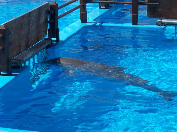 Mallorca 8.7.09-15.7.09 MARINELAND - 