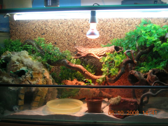 mei terrarium  snake leopardengeckos - 