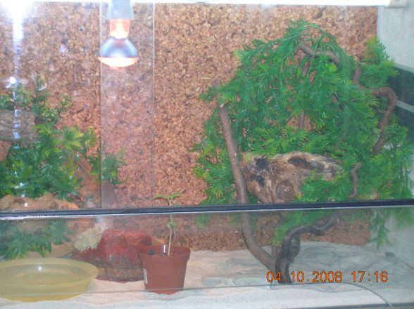 mei terrarium  snake leopardengeckos - 