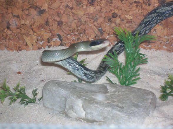 mei terrarium  snake leopardengeckos - 