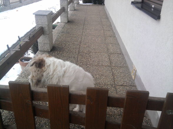 Mein Hund!! - 