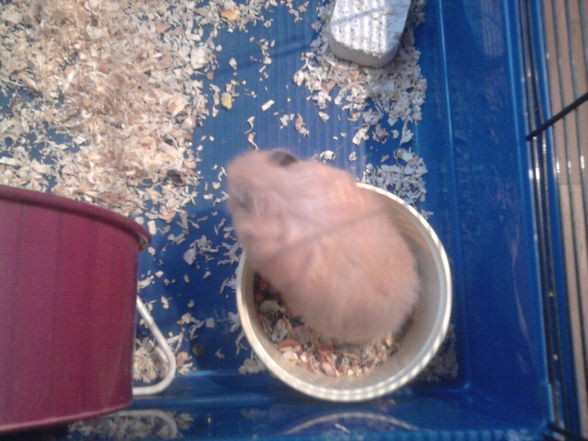 Mei Hamster!!Homa eingschläfert!! - 