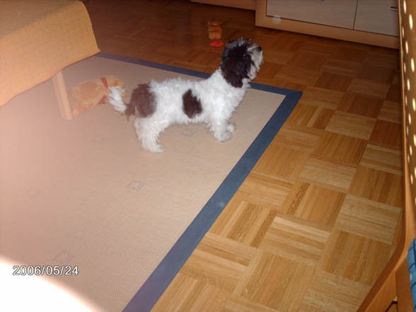 Das bin ich Puppy!!! - 