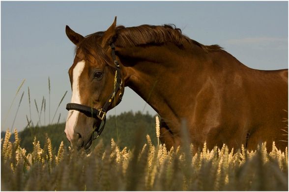 ... Fotoshooting [Sommer 2008] - 