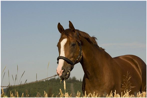 ... Fotoshooting [Sommer 2008] - 