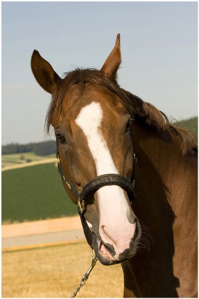 ... Fotoshooting [Sommer 2008] - 