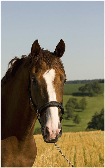 ... Fotoshooting [Sommer 2008] - 