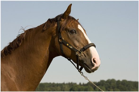 ... Fotoshooting [Sommer 2008] - 