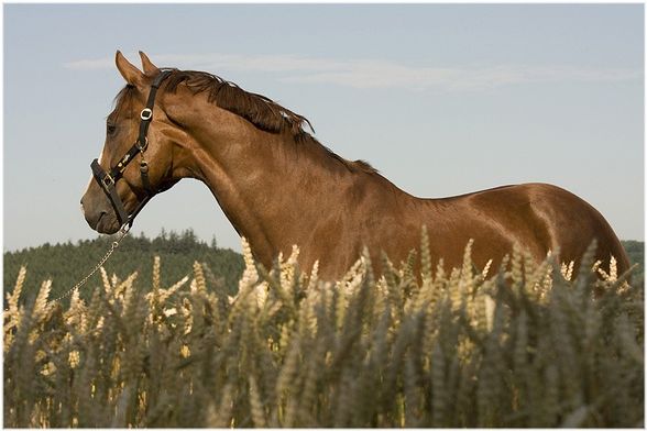 ... Fotoshooting [Sommer 2008] - 