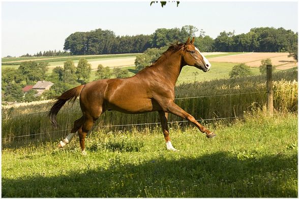 ... Fotoshooting [Sommer 2008] - 