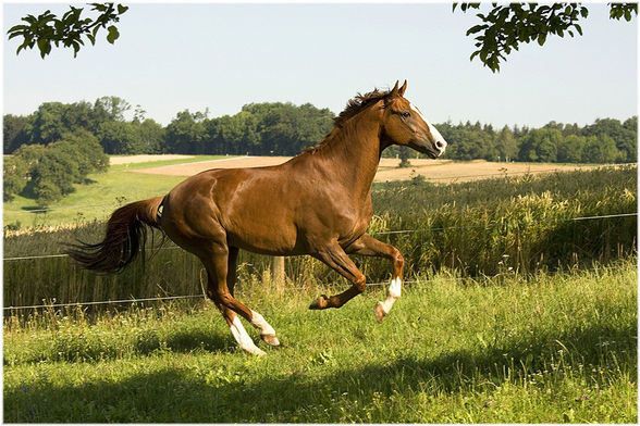 ... Fotoshooting [Sommer 2008] - 