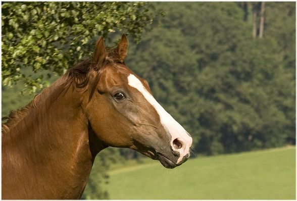 ... Fotoshooting [Sommer 2008] - 