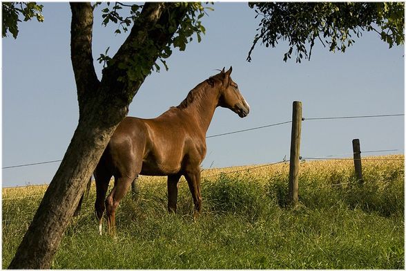 ... Fotoshooting [Sommer 2008] - 