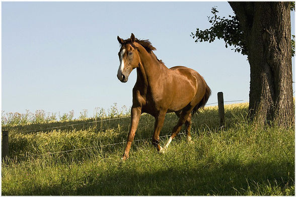 ... Fotoshooting [Sommer 2008] - 