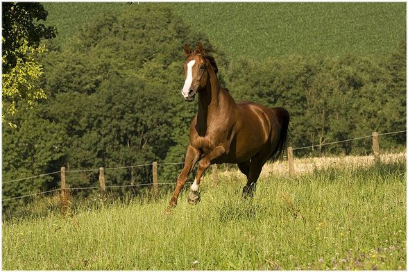 ... Fotoshooting [Sommer 2008] - 