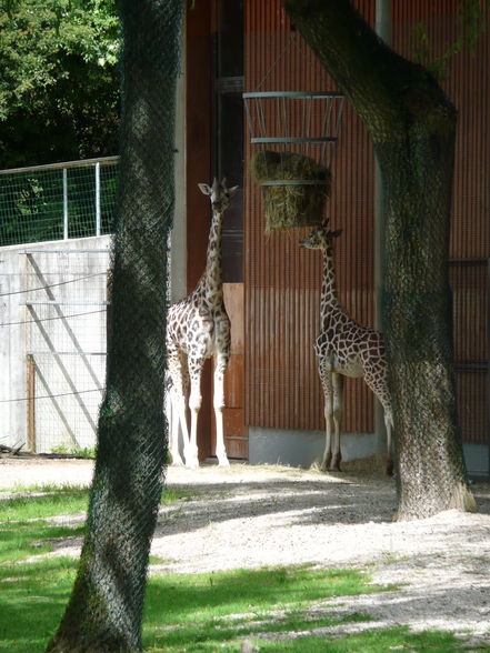 Zoo Schmiding - 